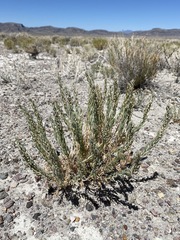 Neokochia americana
