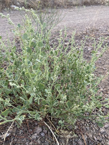 Image of Mealy Goosefoot (Chenopodium incanum) by (c) Matt Berger, some rights reserved (CC BY)