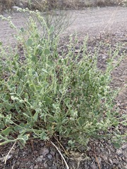 Chenopodium incanum