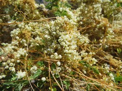Cuscuta indecora