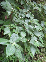Hydrangea involucrata