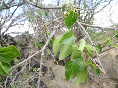 Celtis caudata