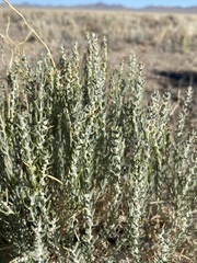 Neokochia americana