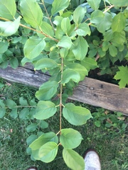 Rhamnus cathartica