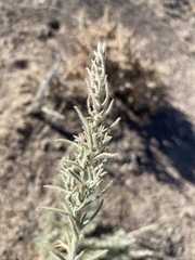 Neokochia americana