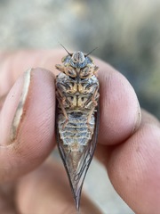 Clidophleps