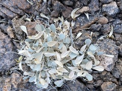 Astragalus calycosus monophyllidius