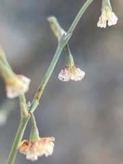 Eriogonum cernuum