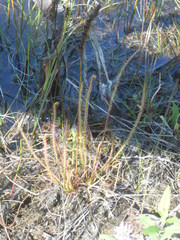 Drosera filiformis