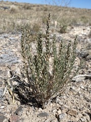 Neokochia americana