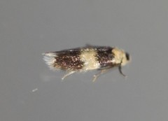 Stigmella nigriverticella