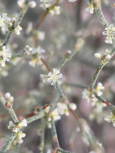 Image of Eriogonum palmerianum by (c) Matt Berger, some rights reserved (CC BY)