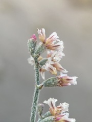 Eriogonum nummulare