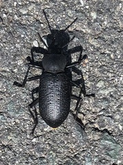Iphthiminus serratus