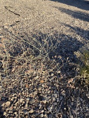 Eriogonum nummulare