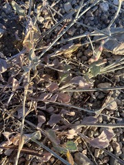 Eriogonum nummulare