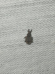 Conotrachelus seniculus