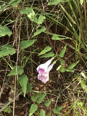 Ipomoea shumardiana