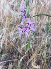 Clarkia xantiana