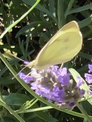 Pieris rapae
