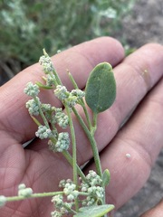 Chenopodium incanum