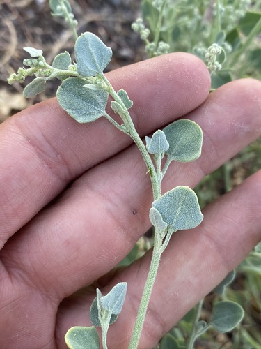 Image of Chenopodium incanum by (c) Matt Berger, some rights reserved (CC BY)