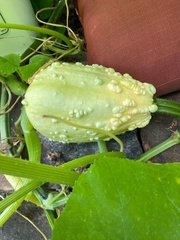 Cucurbita maxima