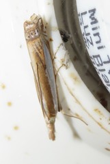 Crambus praefectellus