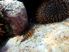 Notoclinops segmentatus