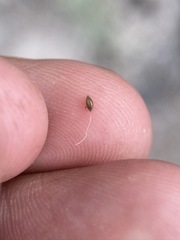 Piptatheropsis micrantha