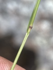 Piptatheropsis micrantha