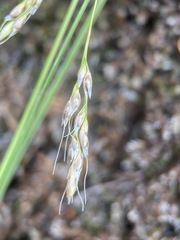 Piptatheropsis micrantha