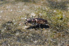 Ellipsoptera marginata