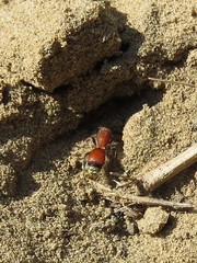 Dasymutilla nigripes