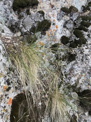 Piptatheropsis micrantha