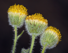 Erigeron aphanactis aphanactis