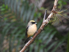 Trichothraupis melanops