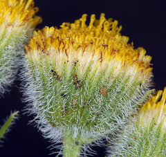 Erigeron aphanactis aphanactis