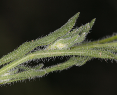 Erigeron aphanactis aphanactis