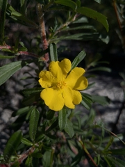 Hibbertia acuminata