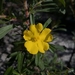 Pointed Hibbertia - Photo (c) Nick Lambert, some rights reserved (CC BY-NC-SA), uploaded by Nick Lambert