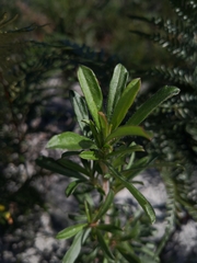 Hibbertia acuminata