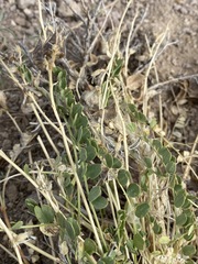 Astragalus beckwithii