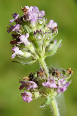Thymus odoratissimus
