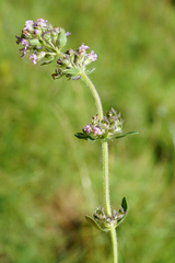 Thymus odoratissimus