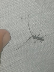 Neocompsa puncticollis