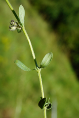 Thymus odoratissimus