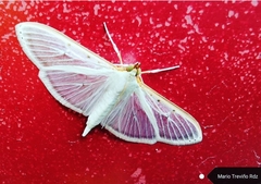 Palpita vitrealis