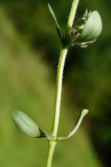 Thymus odoratissimus