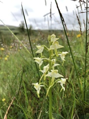 Platanthera chlorantha